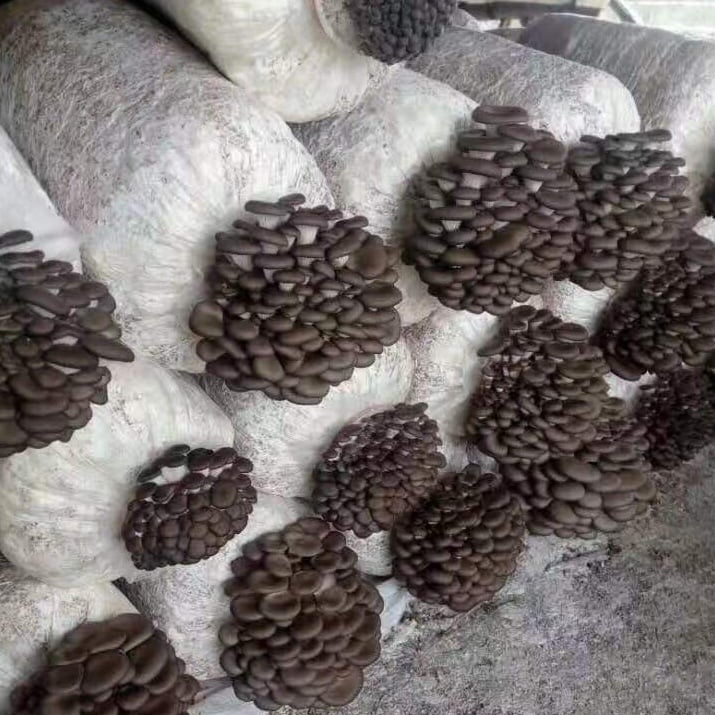 ঝিনুক মাশরুম স্প্যান