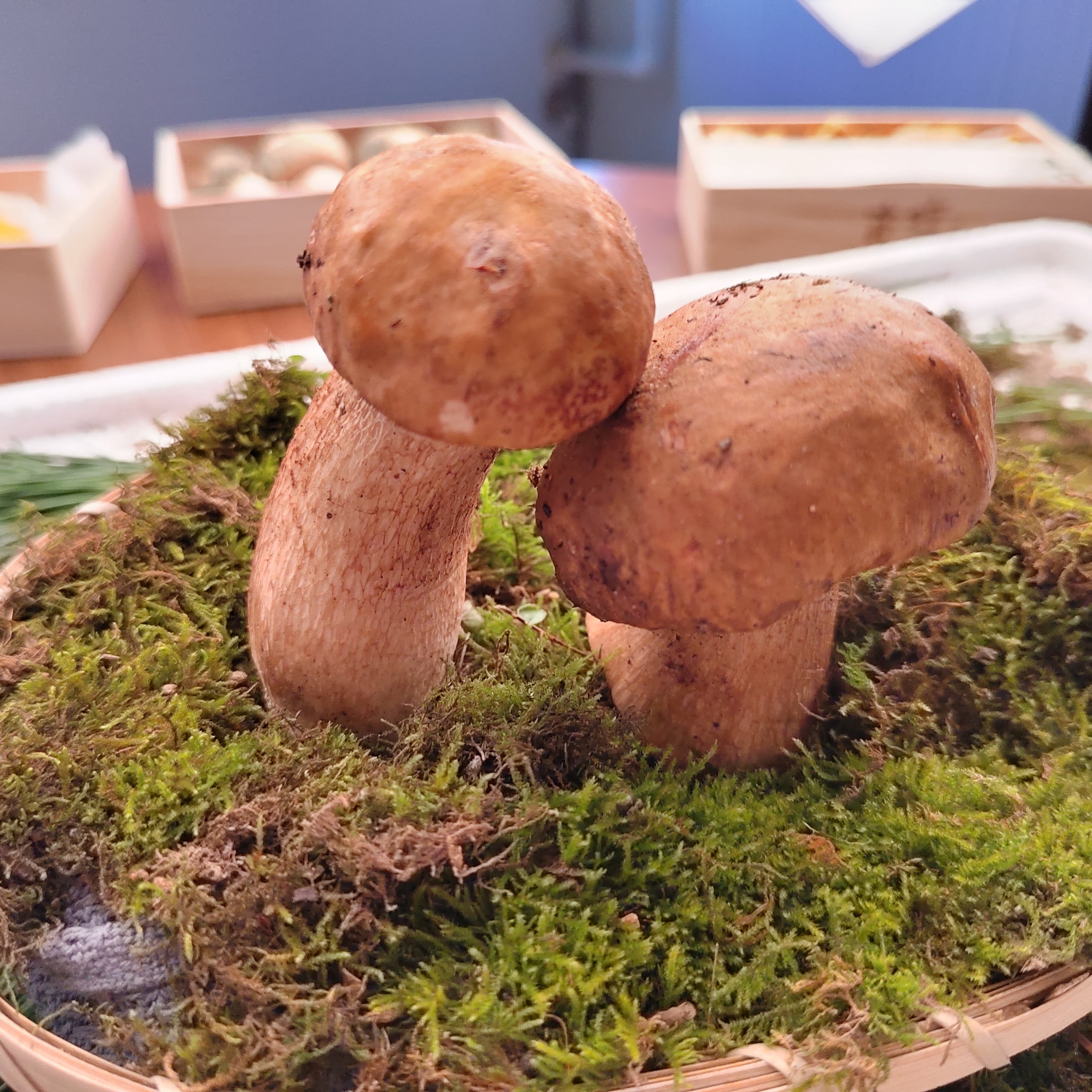 Champignons porcini boletus premium provenant de Shanghai Detan