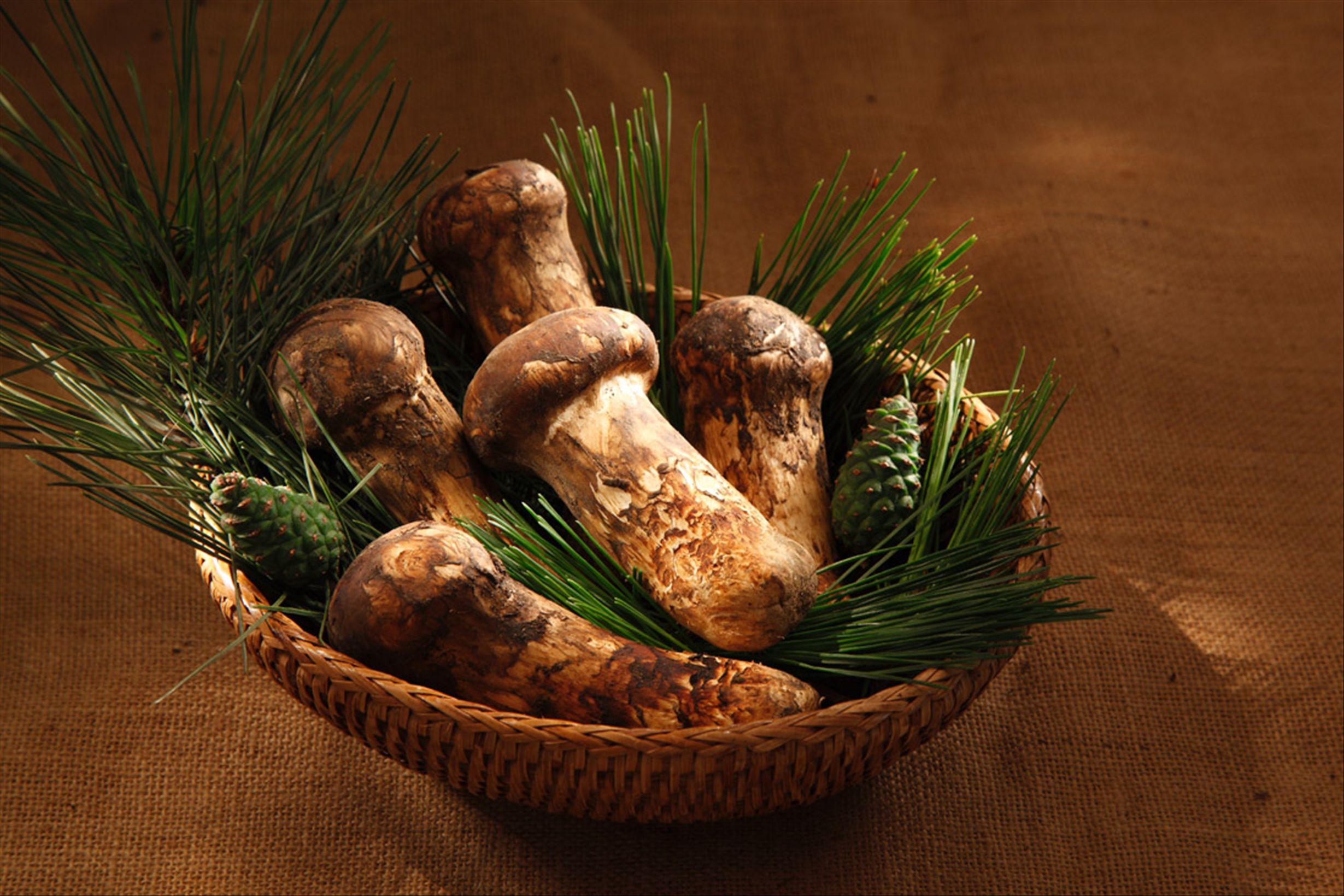 Hvorfor matsutake-priser stiger: sjeldenhetsgrad, utbytting utfordringer og kulturell etterspørsel