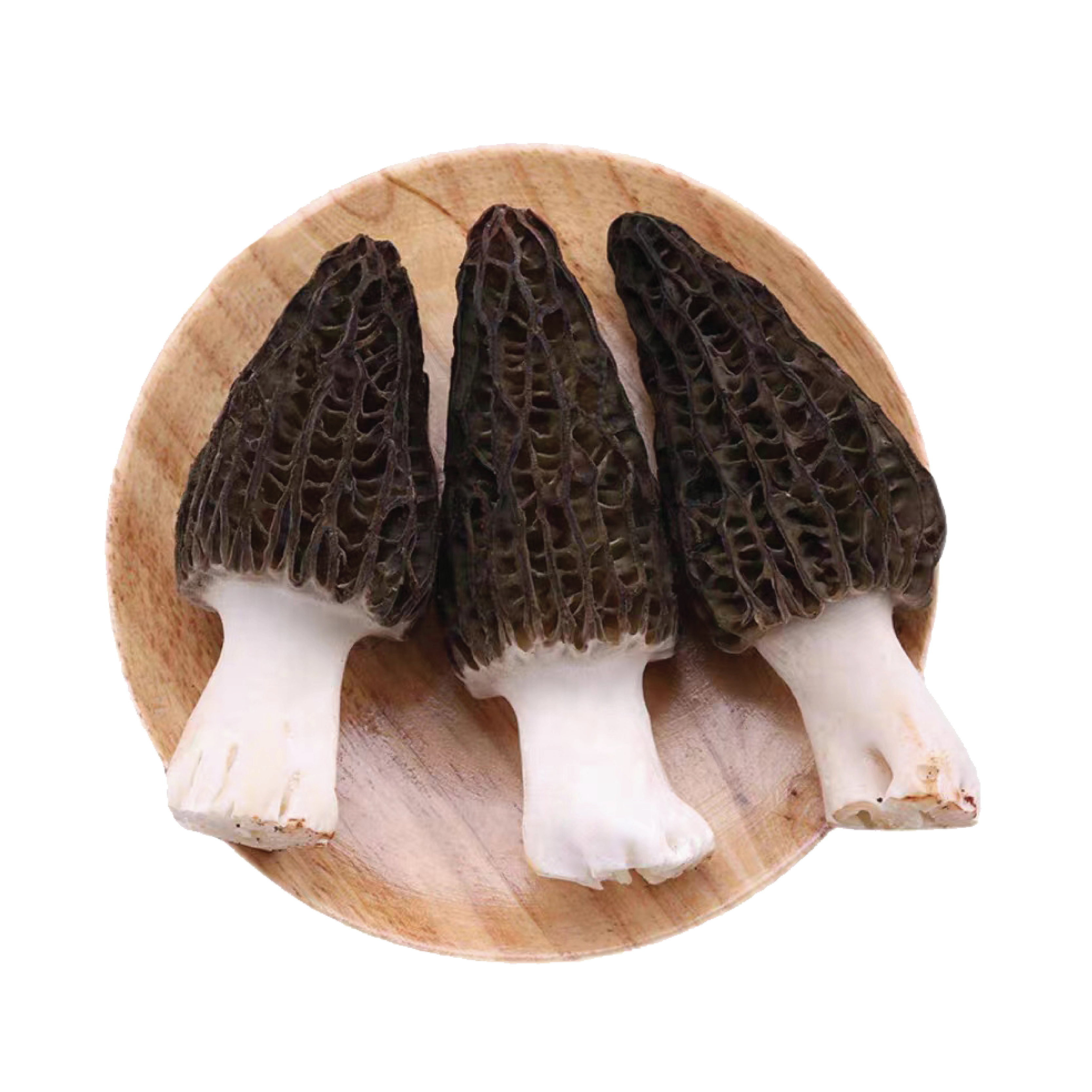  Morel