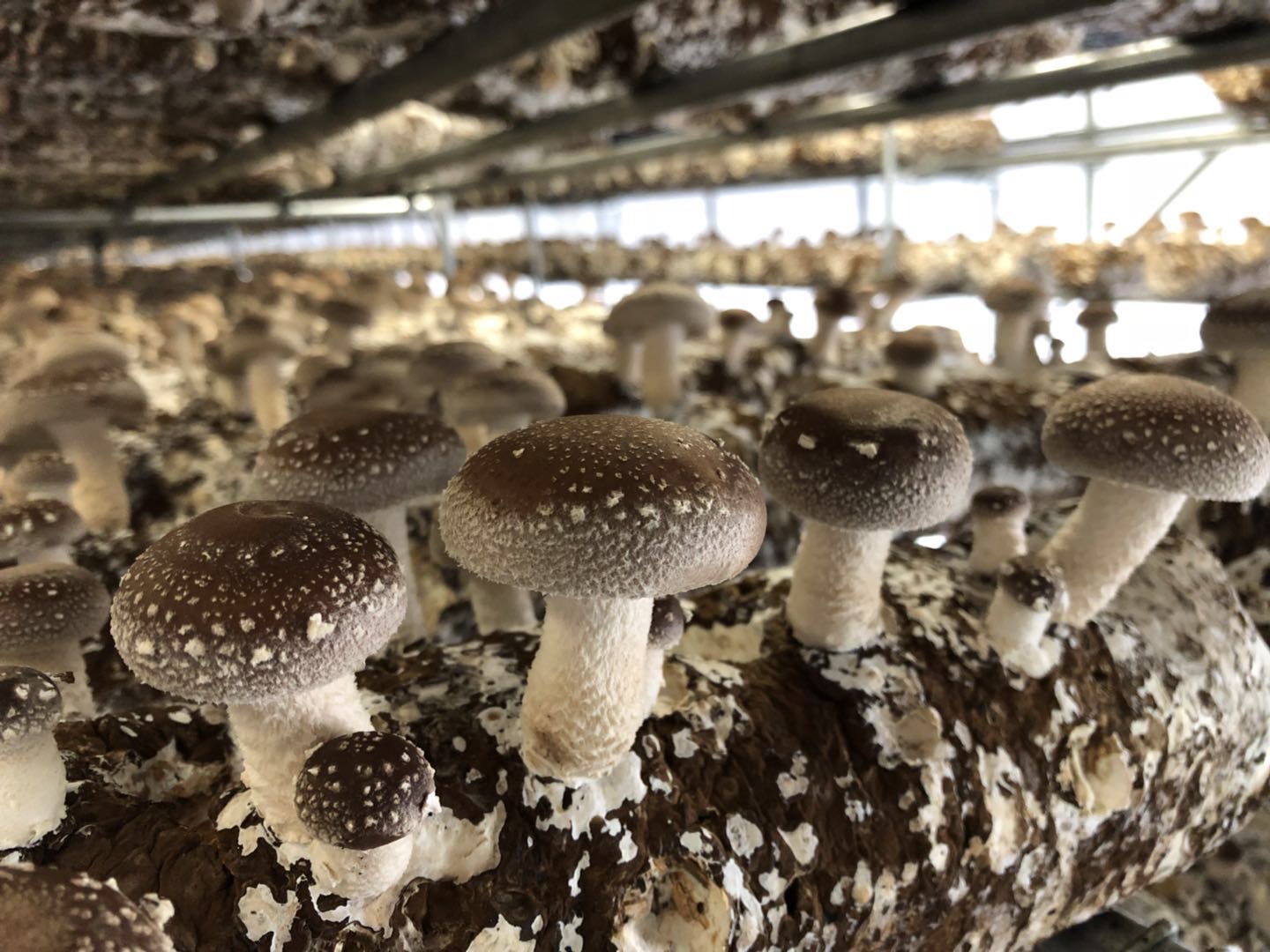Hvordan lagre shiitake-sopp for å bevare friskhet?