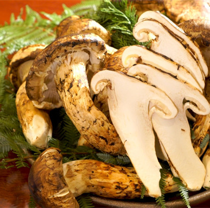 Hva er de viktigste opprinnelsesregionene for premium matsutake?