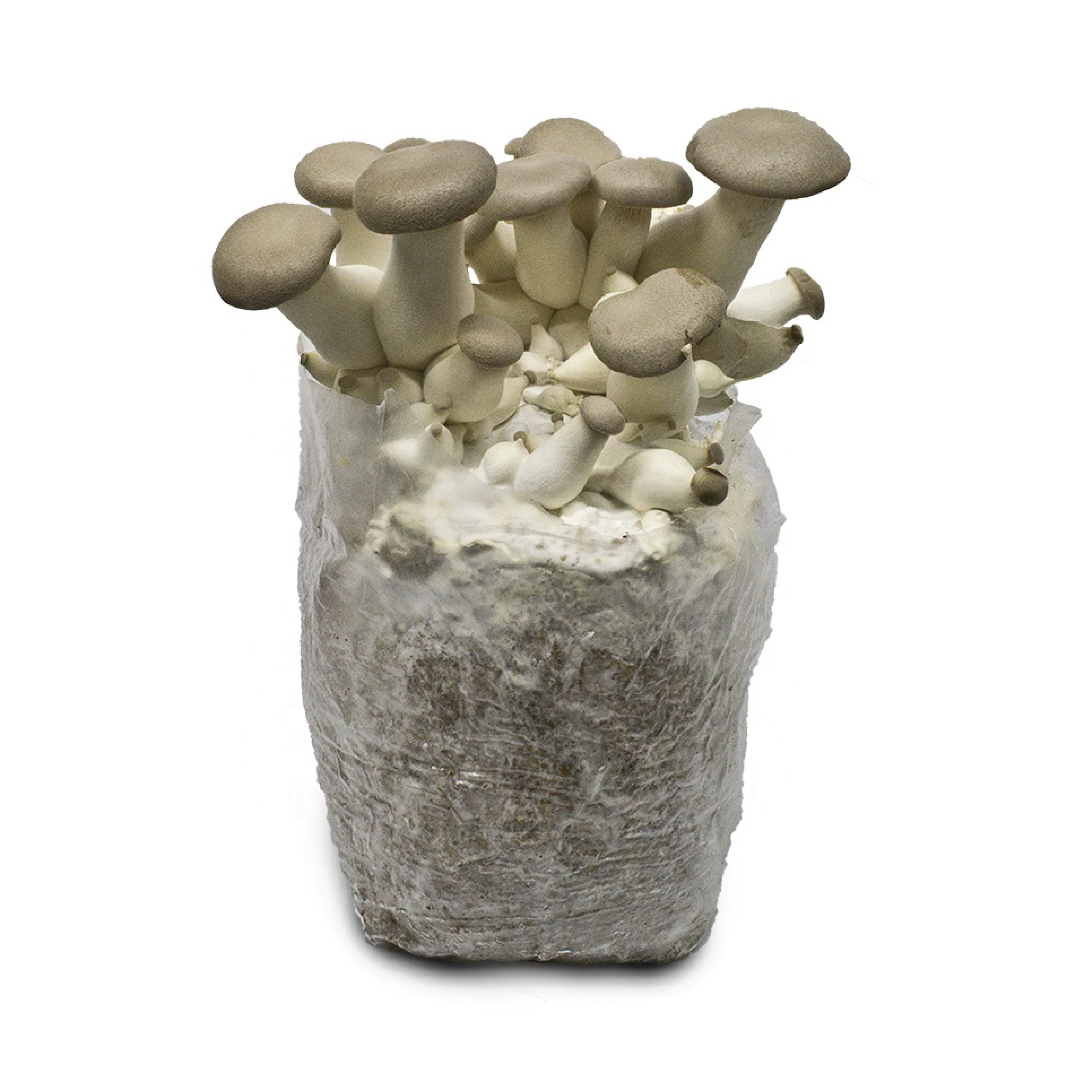 King Oyster Mushroom Spawn