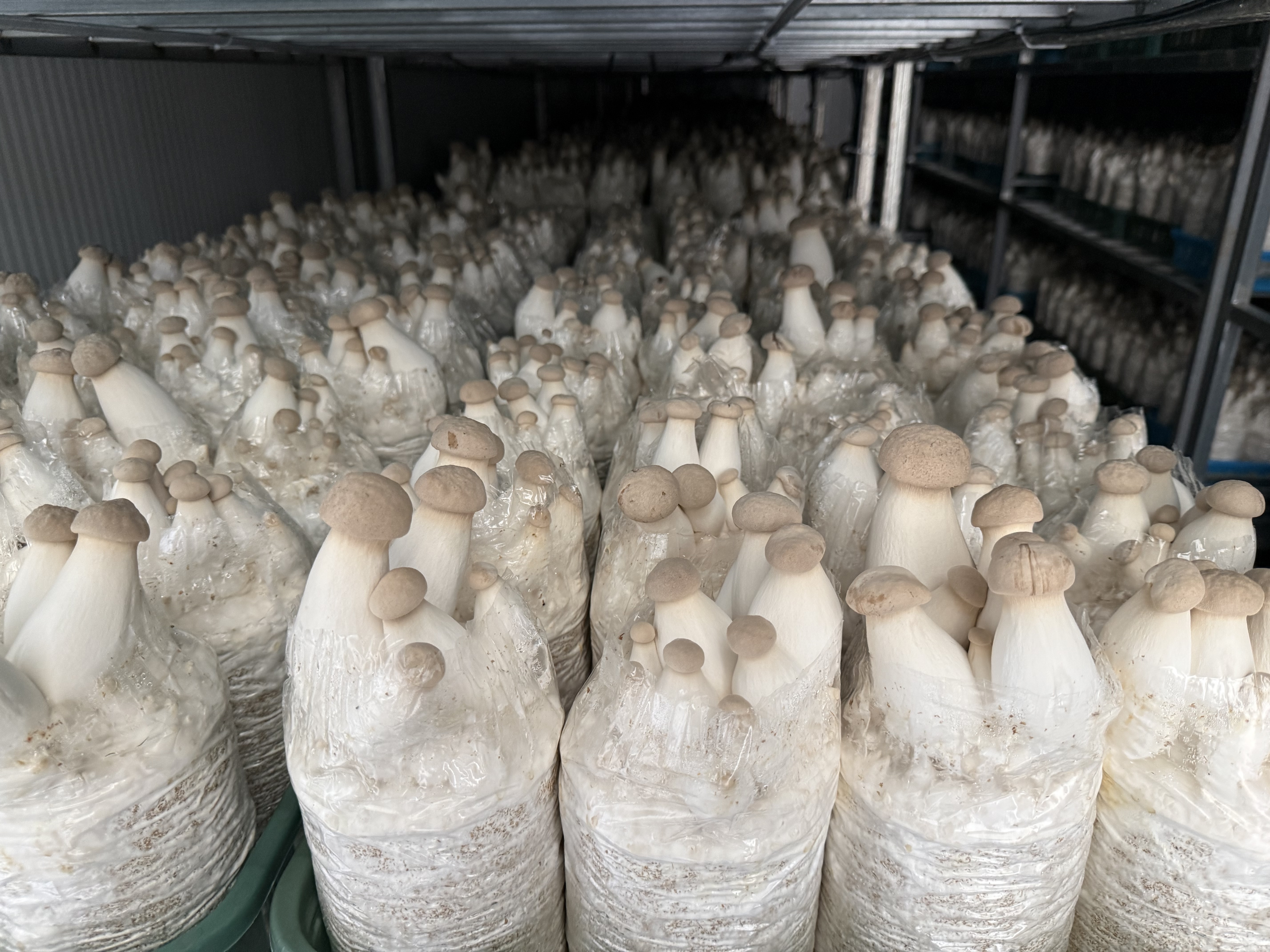 How to process king oyster mushroom into crispy snack slices?