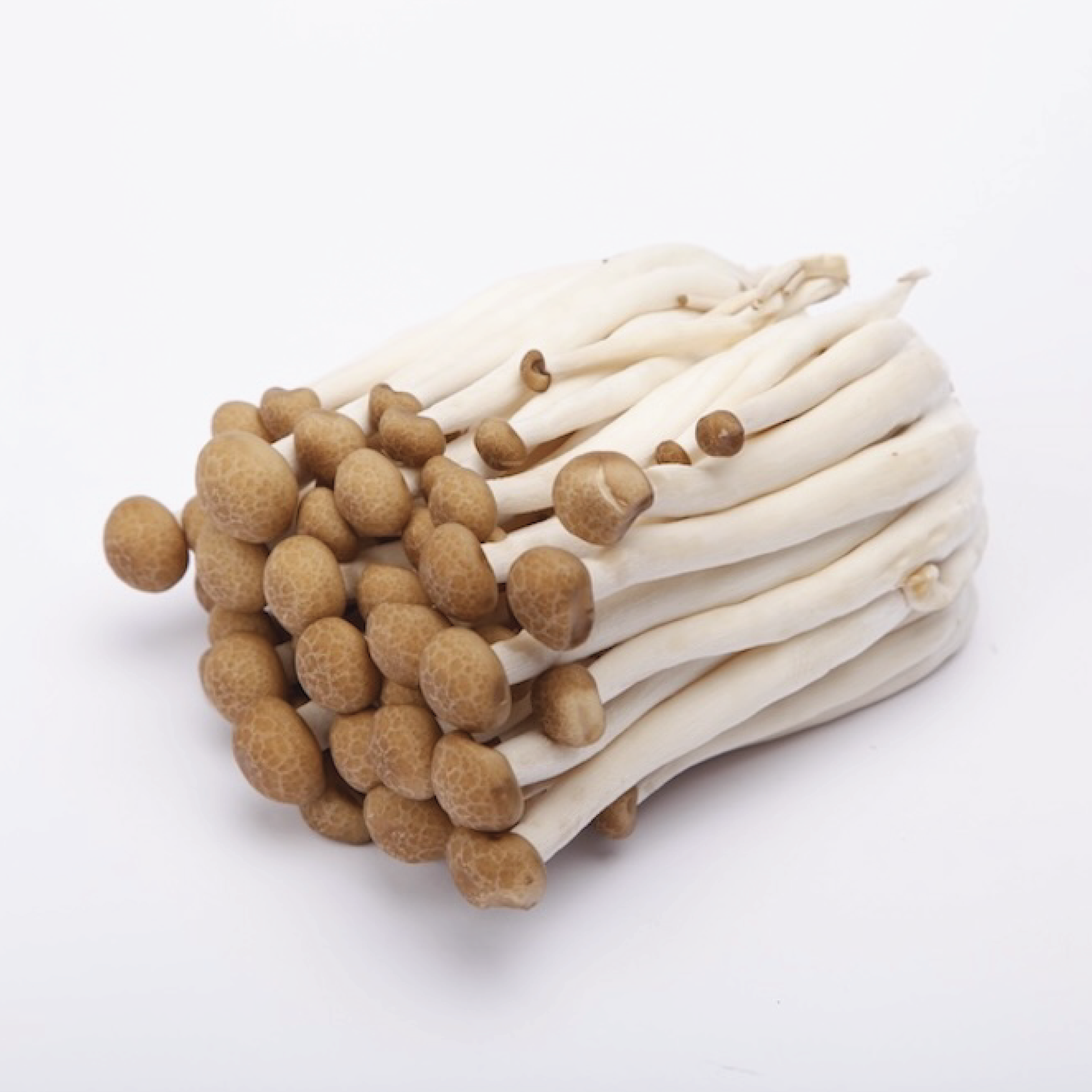 Brown Shimeji Mushroom