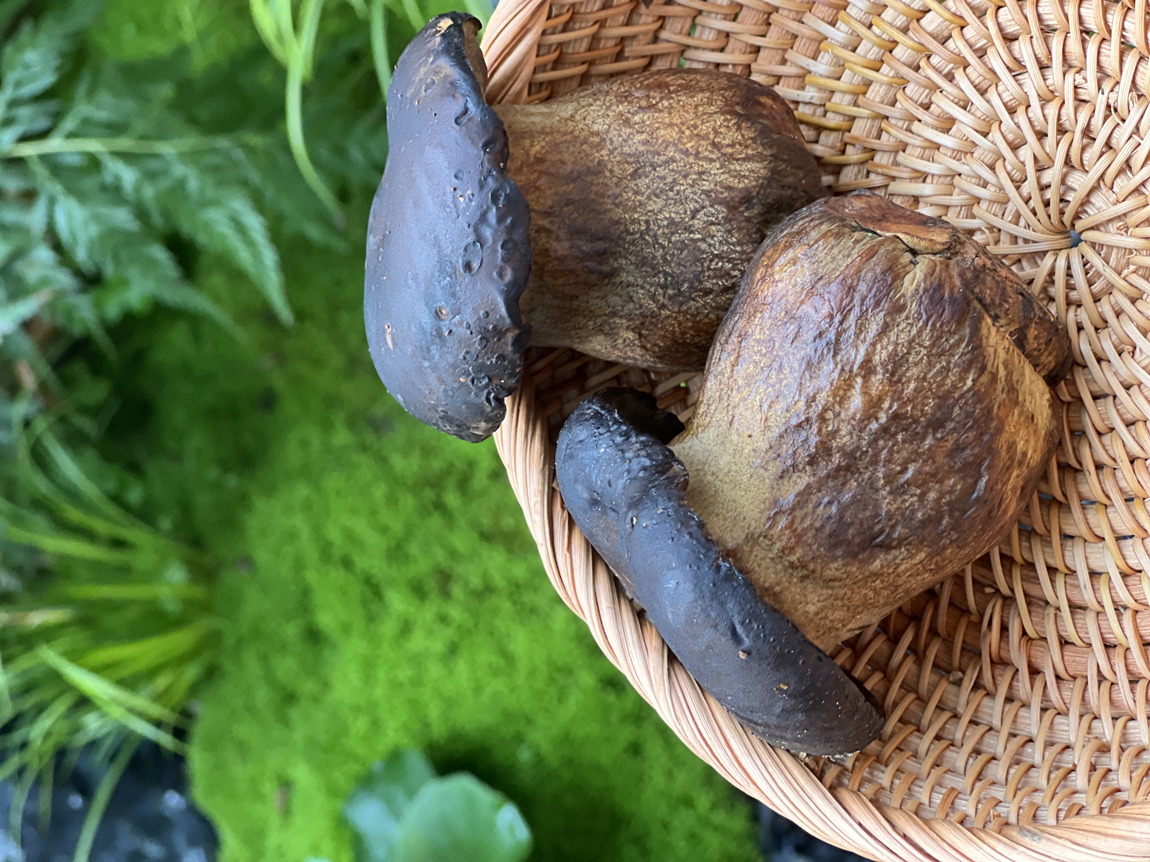 Rich in Nutrients