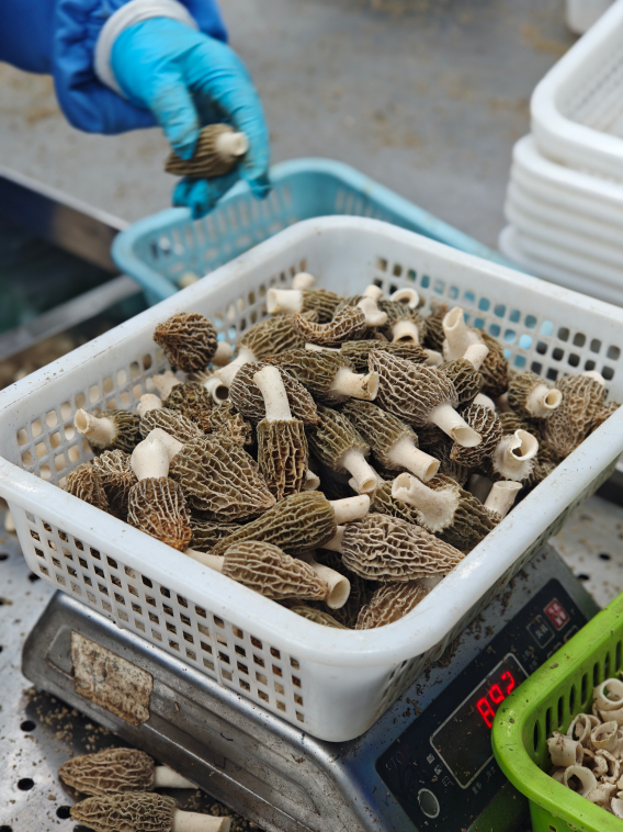 Morel Mushroom Drying Technology Extends Product Shelf Life