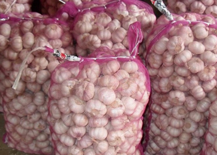 Fresh Garlic factory