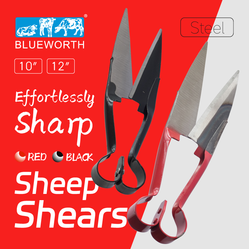 BLUEWORTH Sheep Shear Grass Shear Alpaca Shears  Garden  trimming flowering Animal Grooming