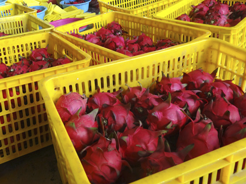 fruit transportation bins.jpg