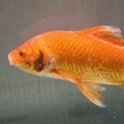 Milyen betegségeket kell megelőzni, amikor a koi télen van?