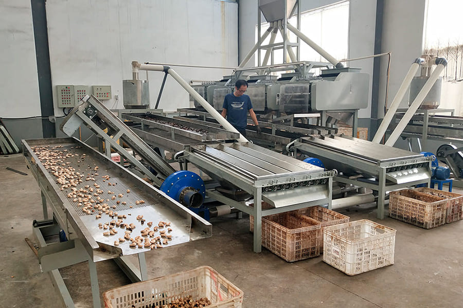 500KG cashew processing line exported to Senegal Shell efficient peeling solution