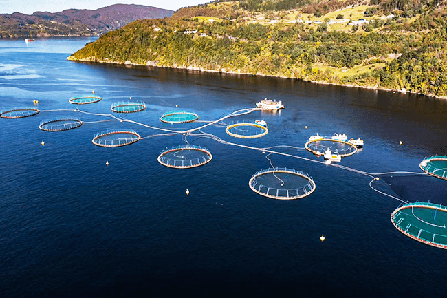 Far UVC lamp for Salmon farm