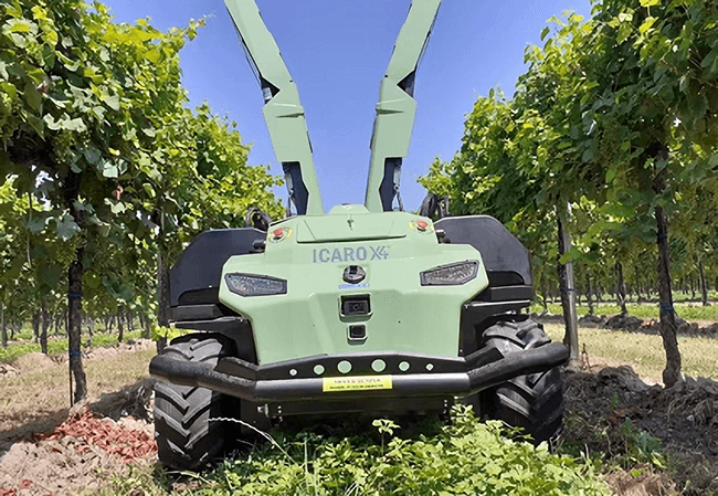 Robot UVC for vine farm