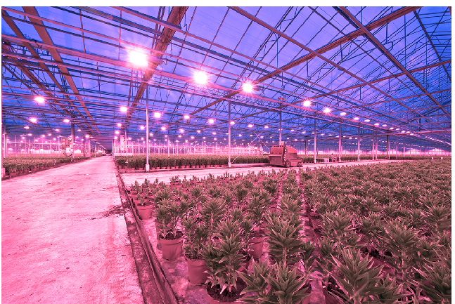 led grow light