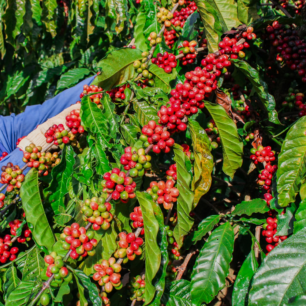solar irrigation Kenya-result.png
