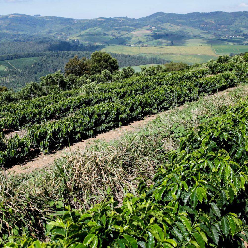 solar irrigation Kenya-site.png