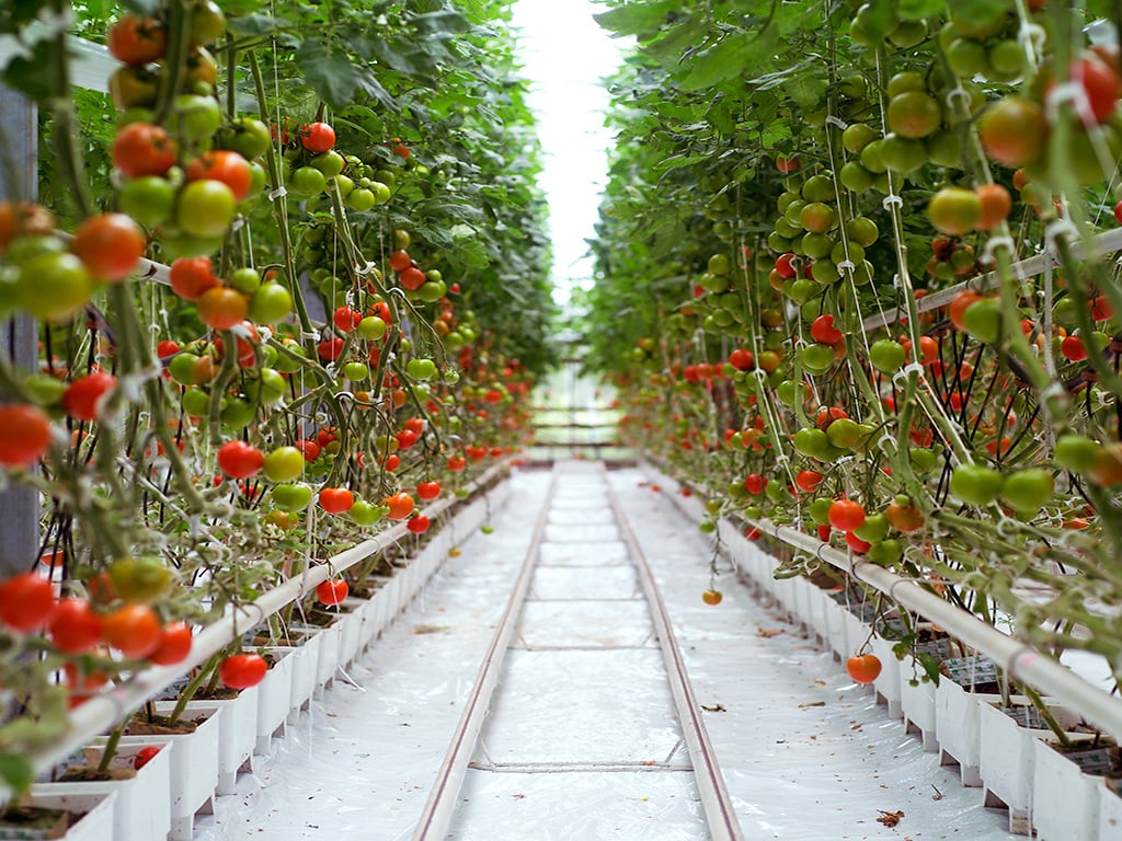 Kazakhstan · Commercial tomato greenhouse project