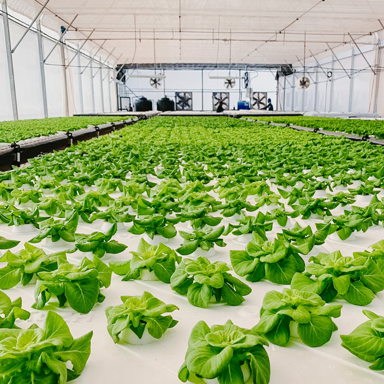 Lettuce
