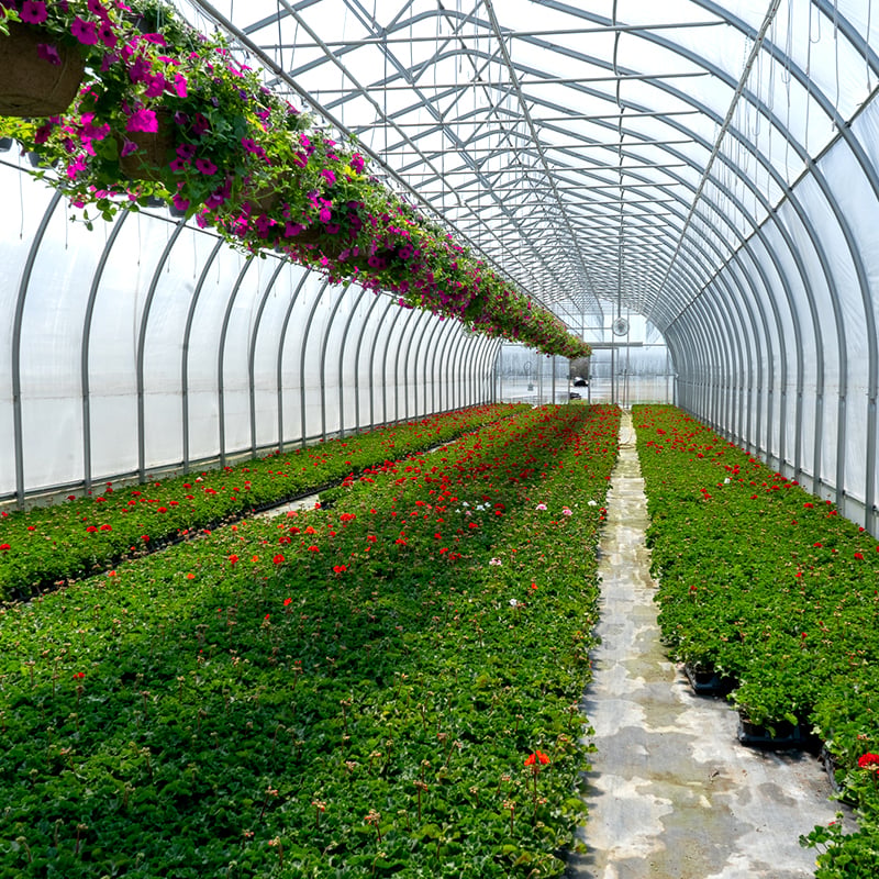 Single Span Greenhouse