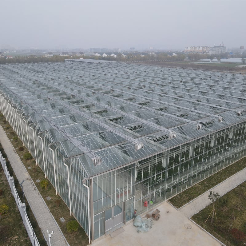 Dutch Multi-Span Greenhouse