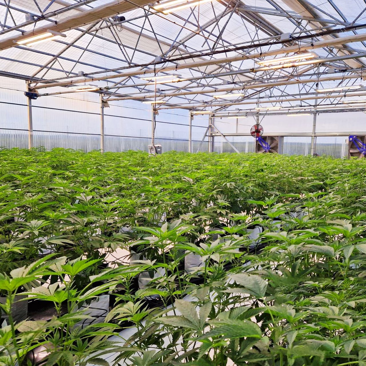 Medical Cannabis