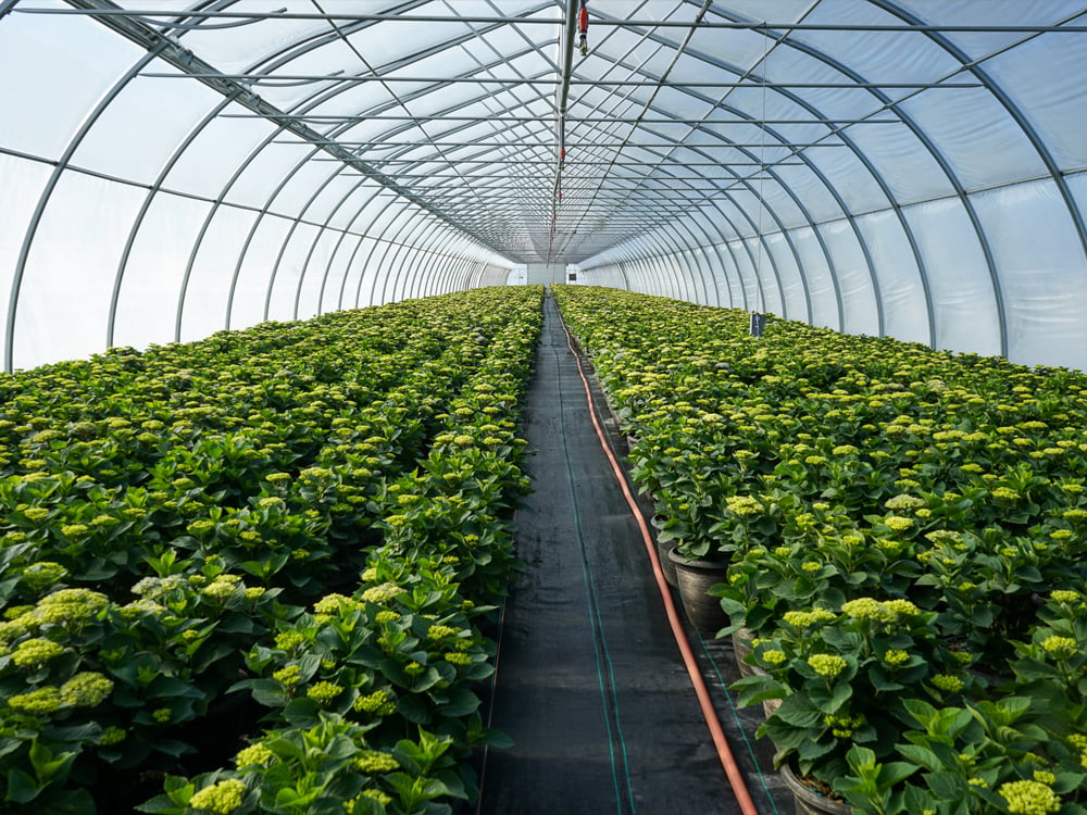 Grower Knowledge: The Core Driving Force of Greenhouse Planting