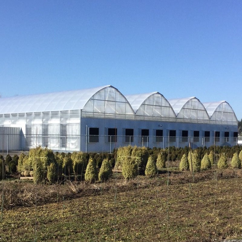 Multi-Span Film Greenhouse