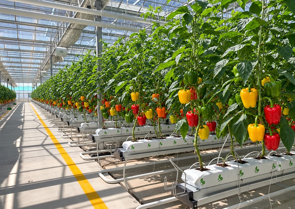Greenhouse Design for Your Pepper Production Goals
