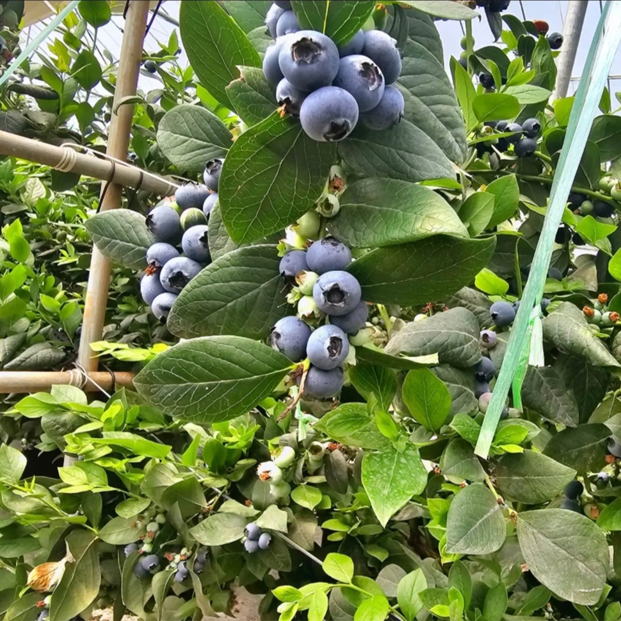 Blueberry