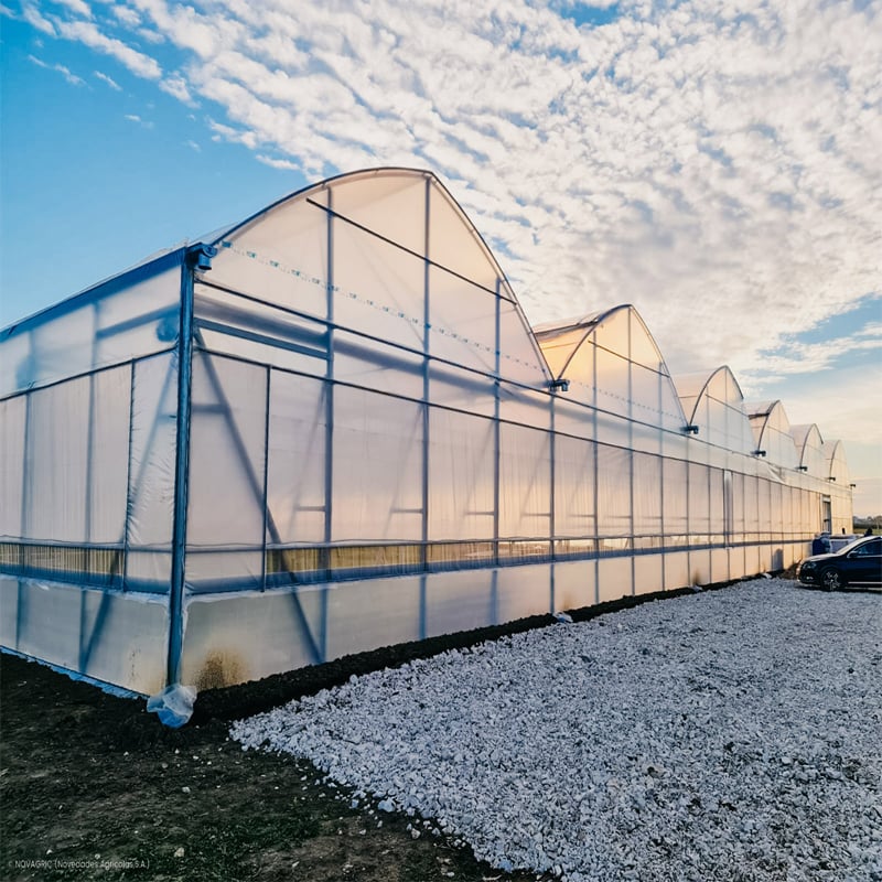 Gothic Multi-Span Greenhouse