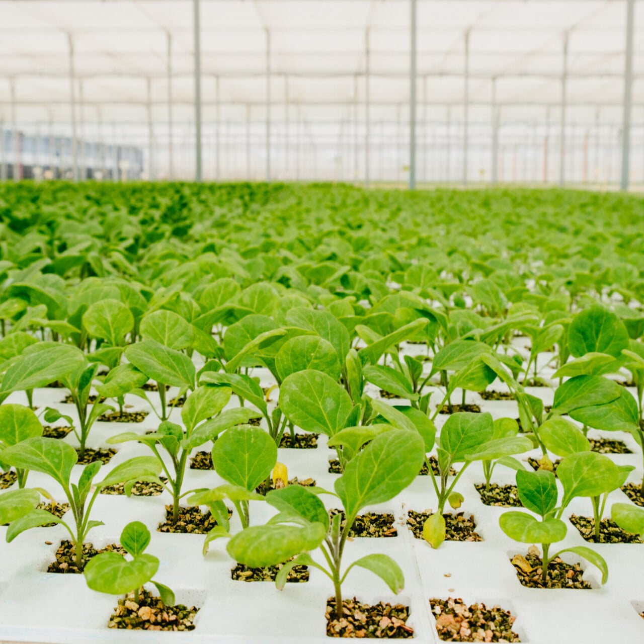Seedling Propagation