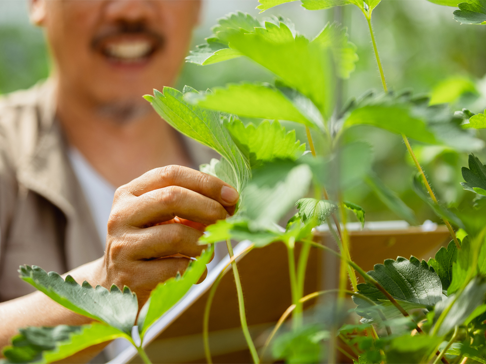 Vertical Agriculture in Greenhouses: Rapid Application and a New Chapter in Agriculture