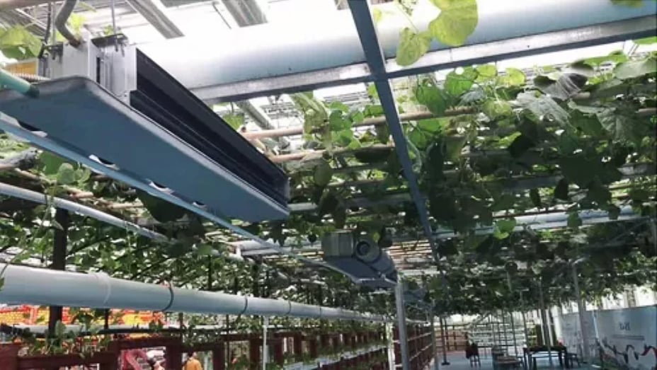 How to Heat a Greenhouse in Winter?