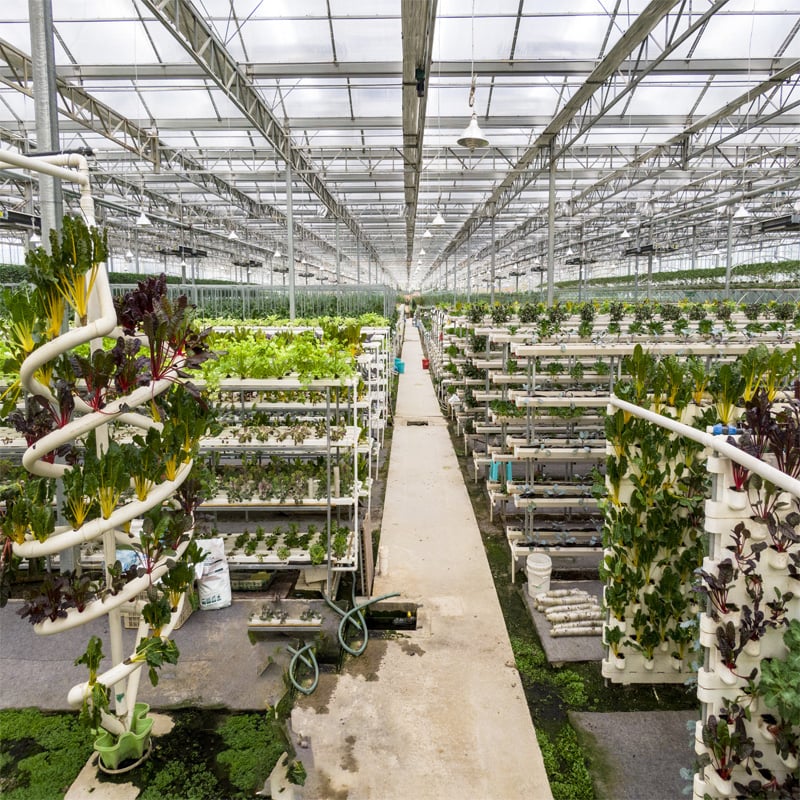 Maximizing Crop Yields with High Tunnel Greenhouses