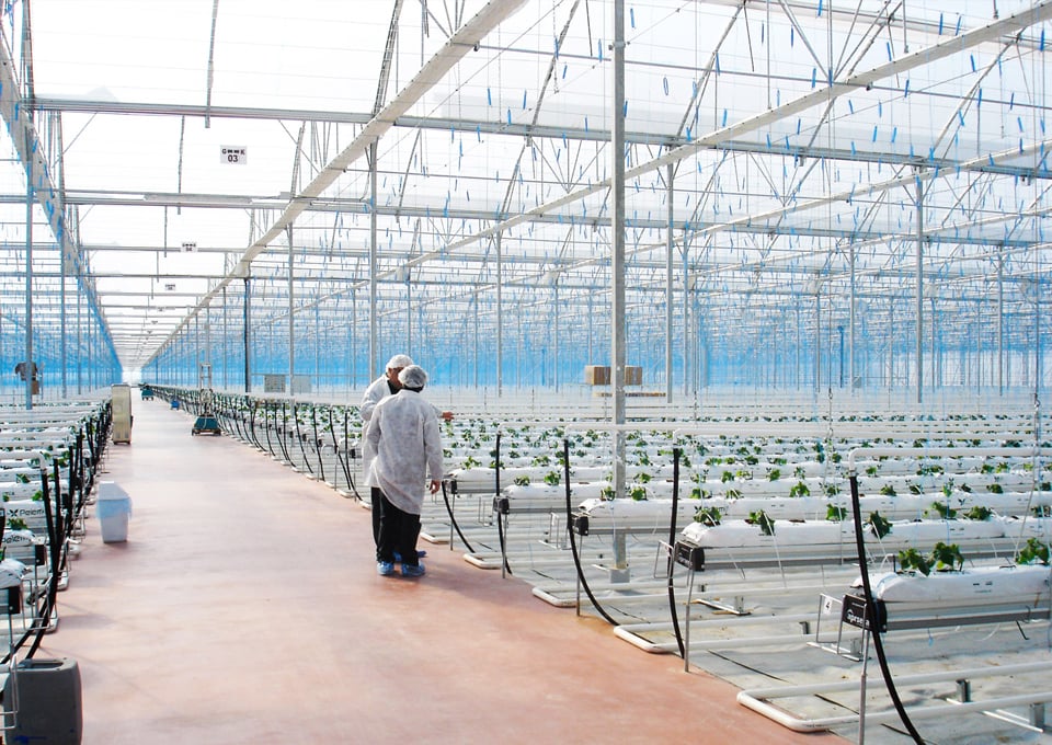 Gothic Greenhouses for Pepper Research