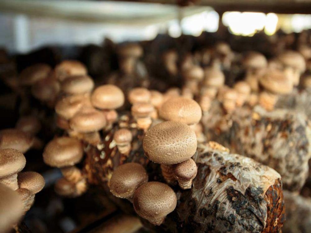 The New Revolution in Mushroom Planting: The Achievements of German Investors Using Light - Deprivation Greenhouses
