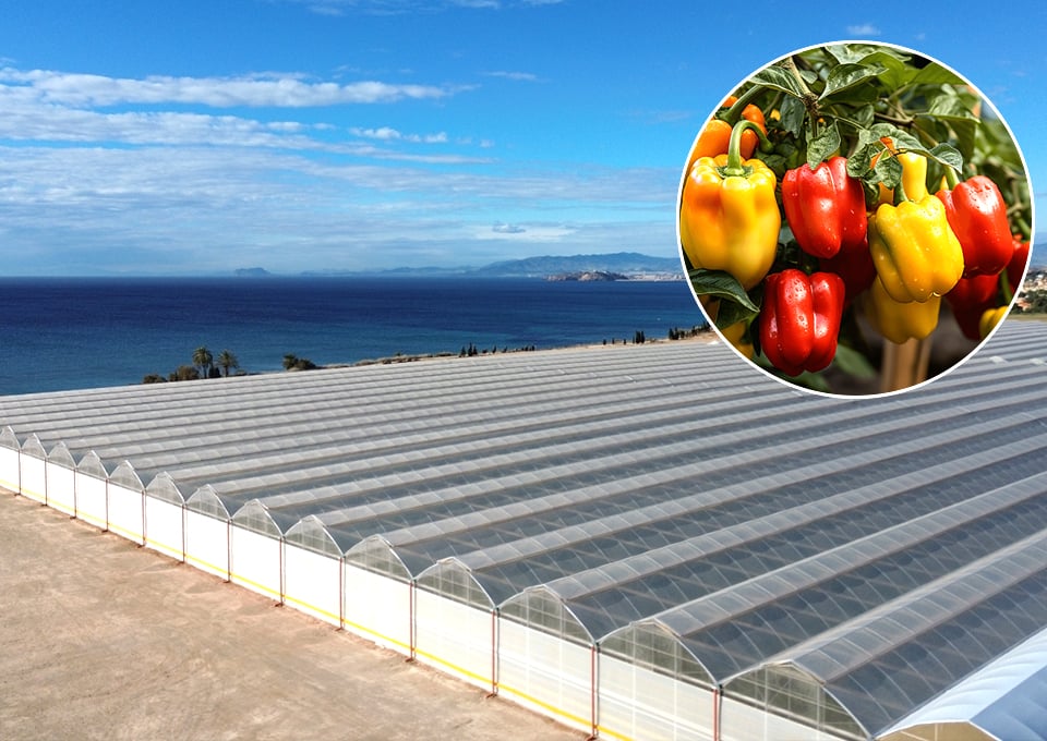 Built for Large-Scale Pepper Production