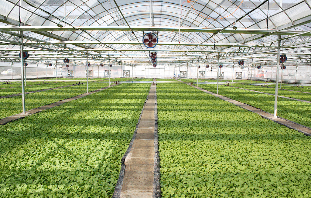 Maximizing Crop Yields with High Tunnel Greenhouses