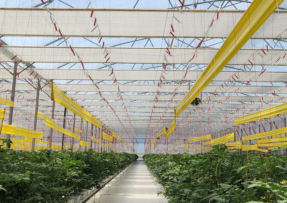 Klimalösungen für einen zuverlässigen Tomatenanbau