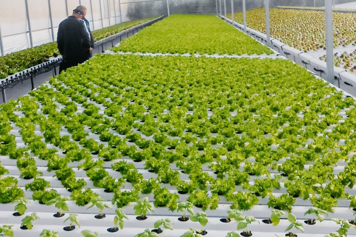 Hydroponic cultivation