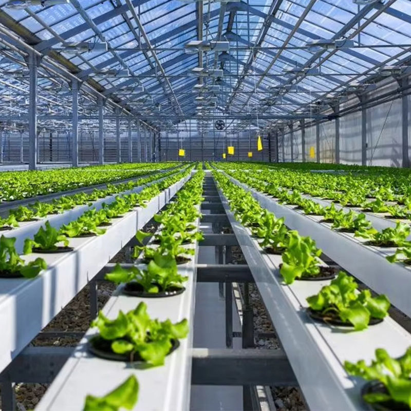 The first super-large hydroponic greenhouse in Almeria, Spain: Strawberry production has tripled
