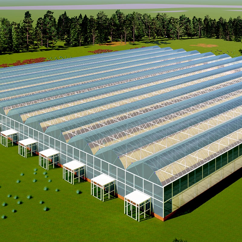 Multi-span greenhouses that revolutionize traditional agriculture