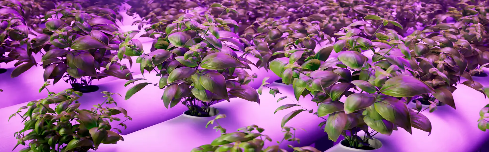 nft hydroponics-0