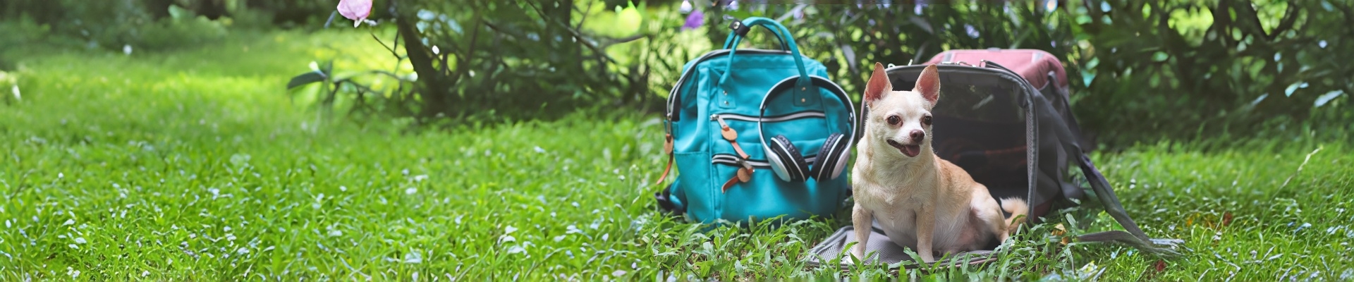 lightweight and foldable pet carrier bag-0
