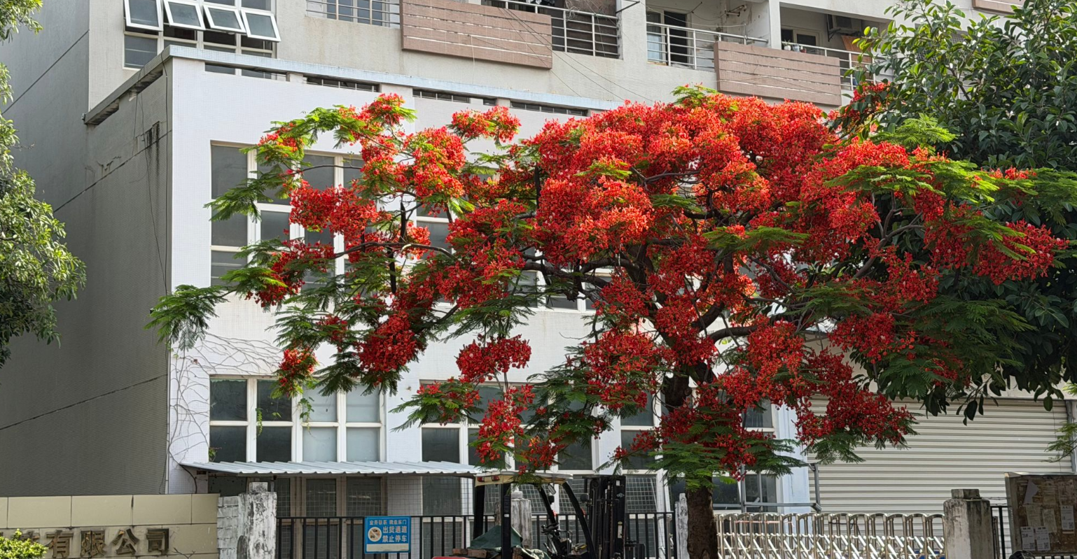 Summer Blooms at XMXIEFA: The Flamboyant Phoenix Tree in Our Factory Campus