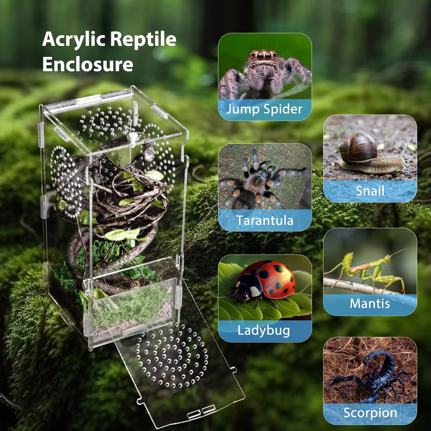 product jumping spider enclosure acrylic praying mantis habitat insect terrarium small reptile cage accessories with secure lock-5