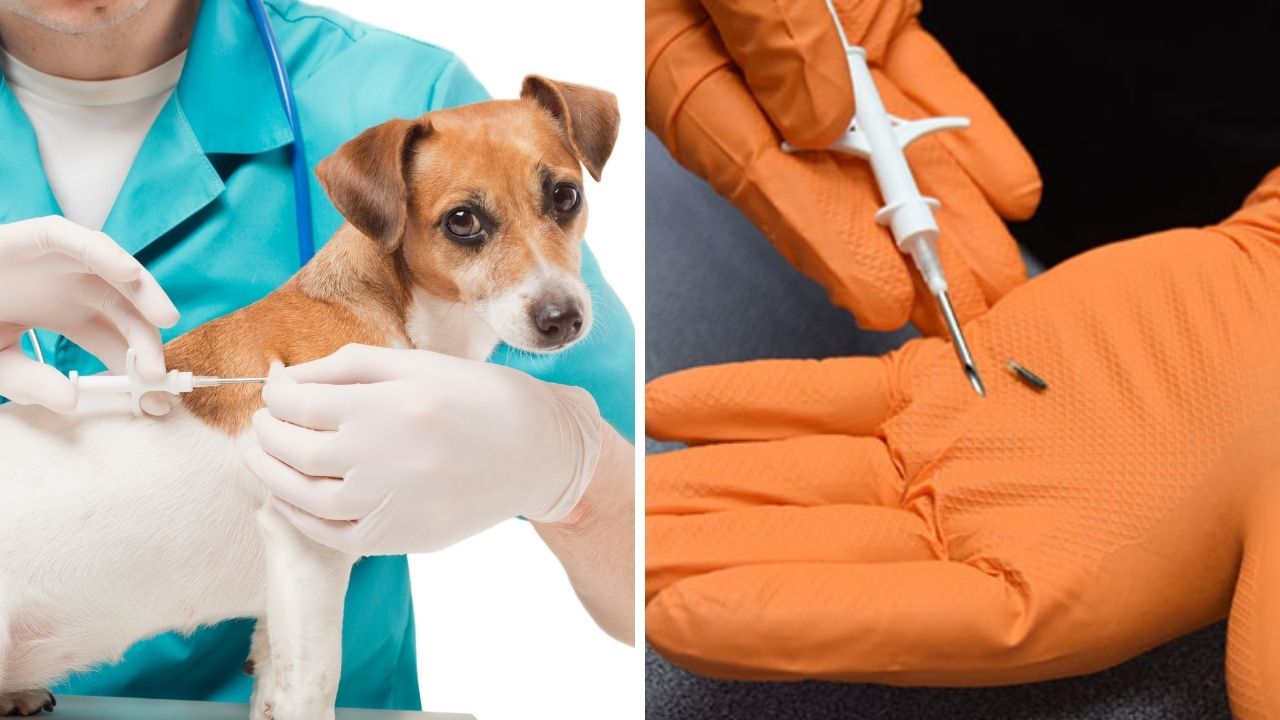 134.2khz fdx dog cat pet microchip syringe em4305 bioglass programmable implantable small microchip animal id tag for tracking supplier
