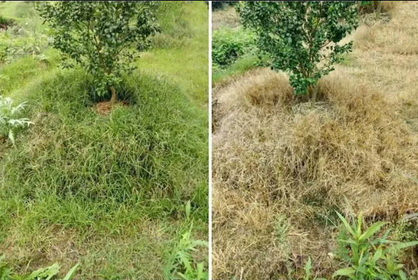 Kedu ihe ọ bụla dị mkpa iji ji post emergent weed killer maka ịkwado ihe ọ bụla