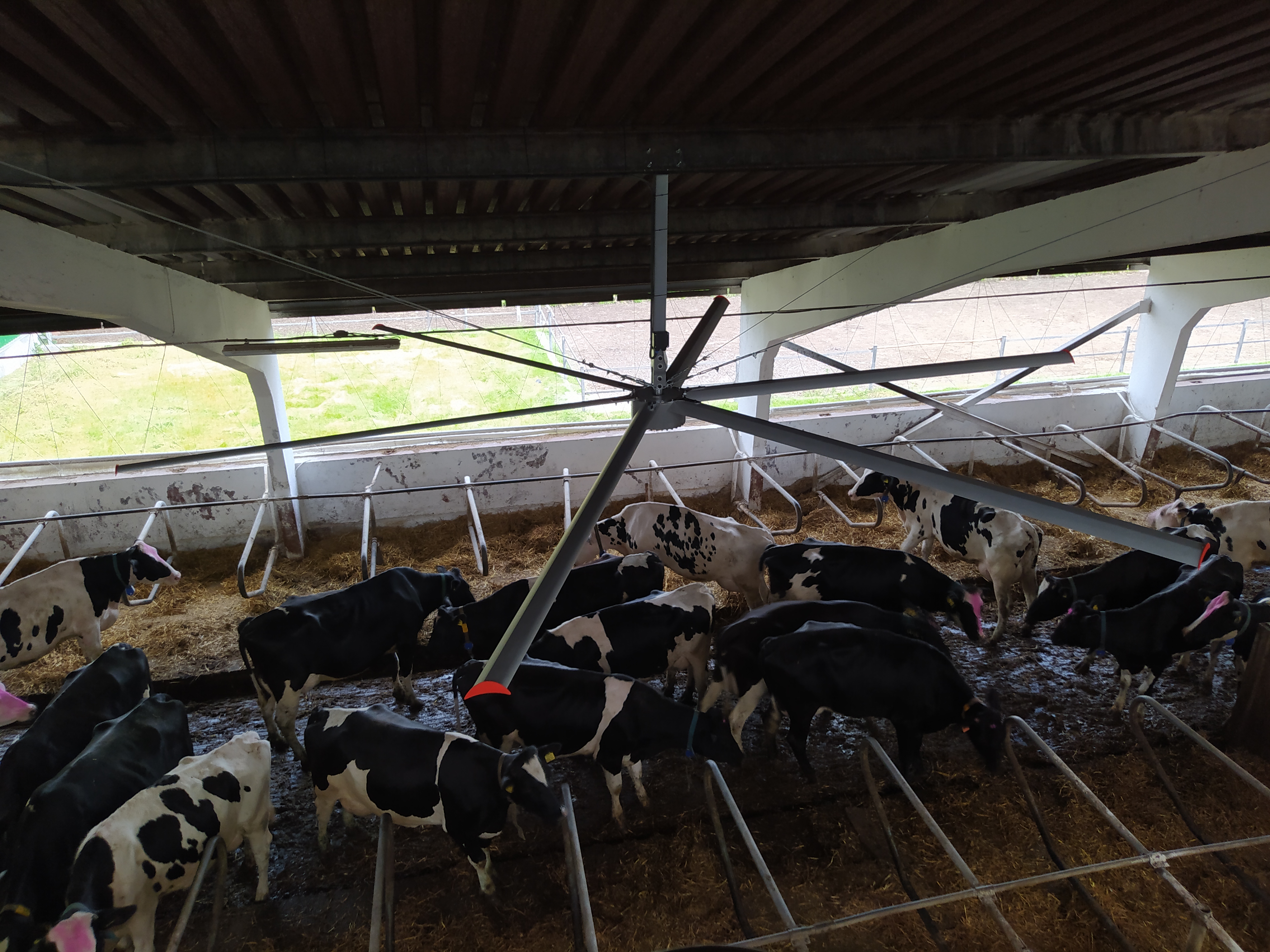 How Do Cow Farm Fans Improve Animal Comfort and Productivity?